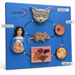 Life Cycle of Toxoplasma Gondii Model